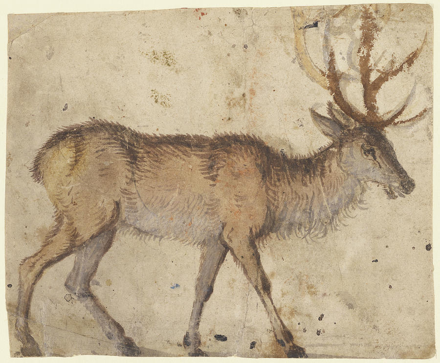 Goat Drawing - Study Of A Stag Recto,  Study Of Goats Verso Lucas Cranach by Litz Collection