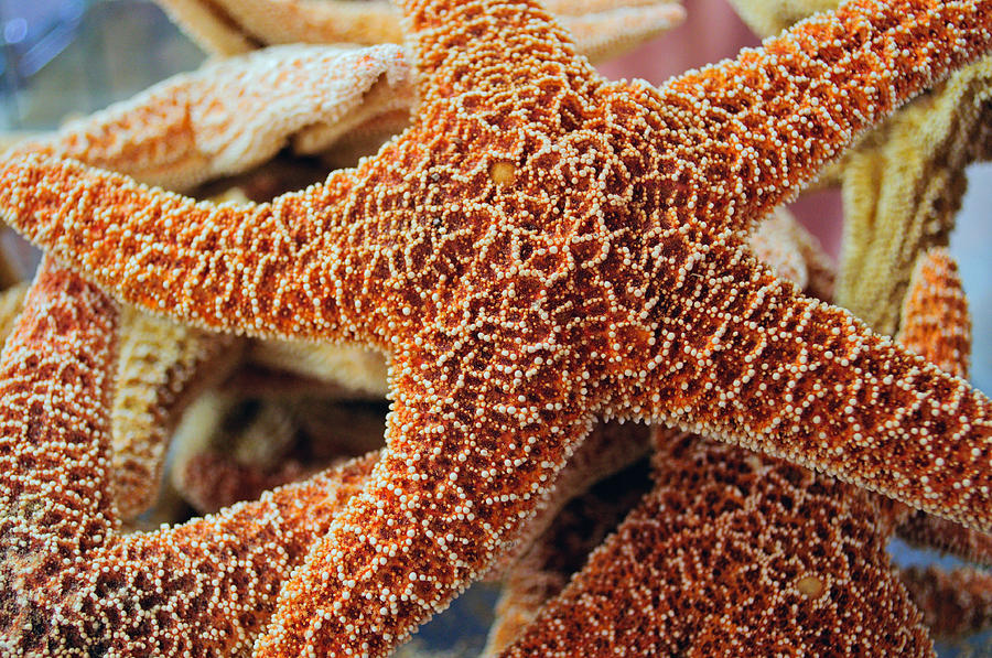 Study Of A Starfish Photograph