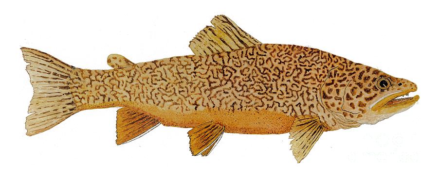 Study Of A Tiger Trout Painting