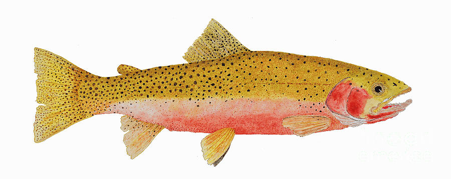 Study of a Westslope Cutthroat Trout Painting by Thom Glace
