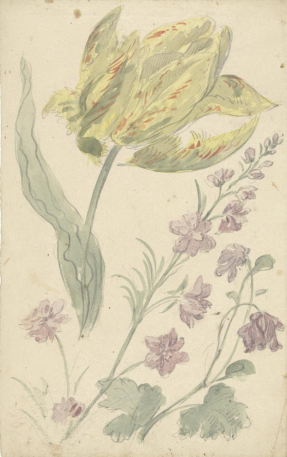1677 Drawing - Study Of A Yellow Tulip And Another Plant by Quint Lox
