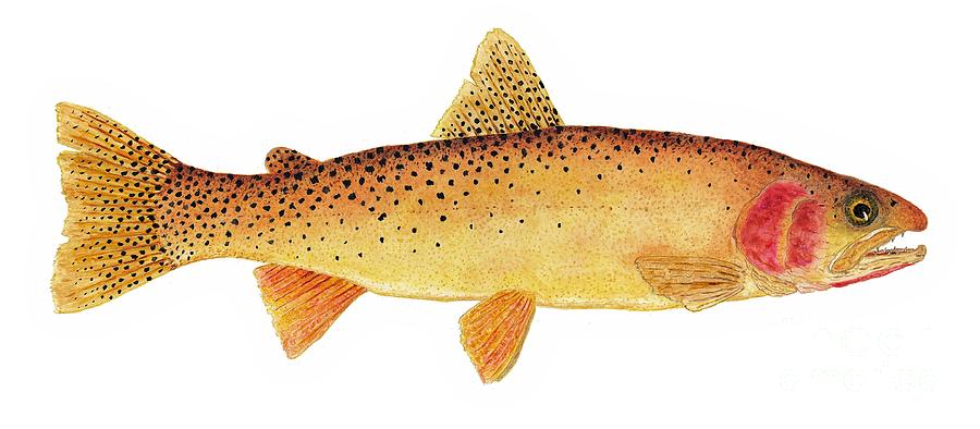 Study of a Yellowstone Cutthroat Trout Painting by Thom Glace