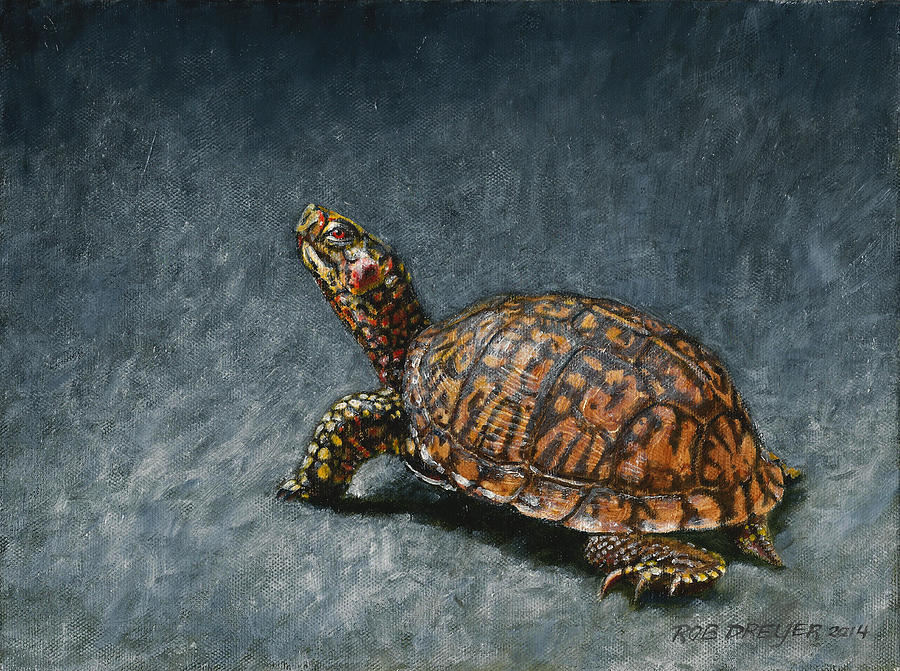 Turtle Painting - Study of an Eastern Box Turtle by Dreyer Wildlife Print Collections 