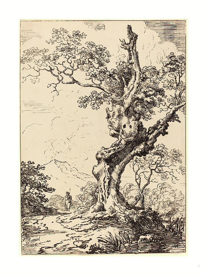 old oak trees drawings