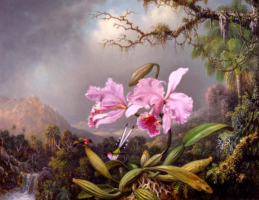 Martin Johnson Heade Painting - Study of an Orchid by Martin Johnson Heade