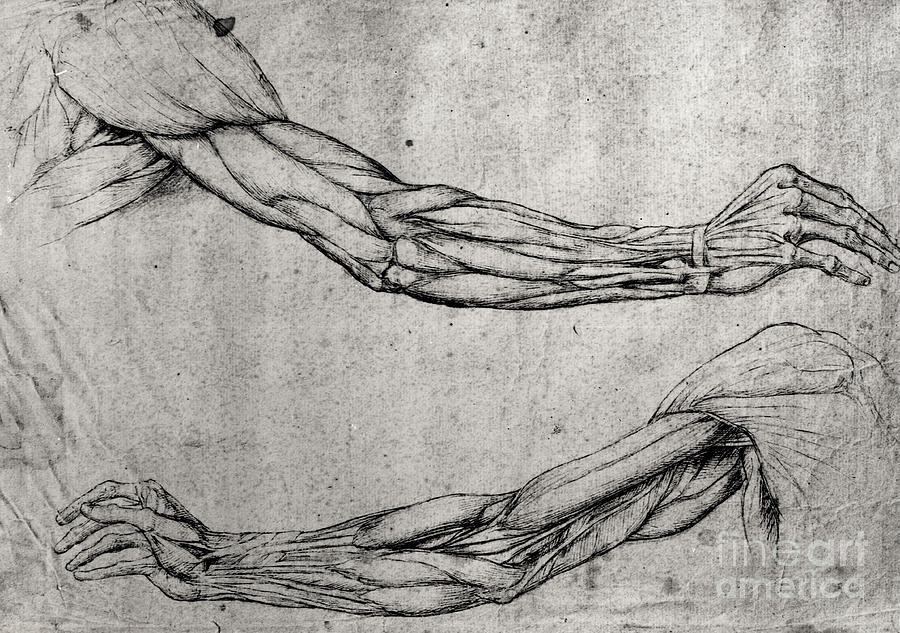Study of Arms Drawing by Leonardo Da Vinci