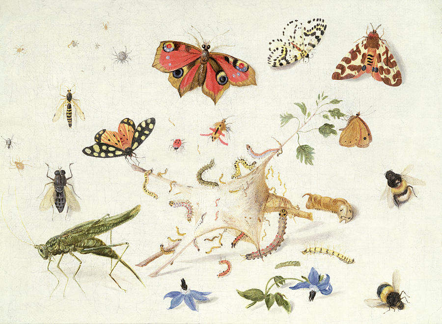 Study of Insects and Flowers Painting by Ferdinand van Kessel