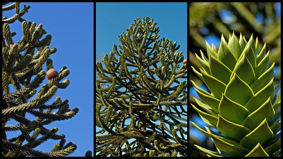 Study of the Monkey Puzzle Tree Photograph by Tikvahs Hope