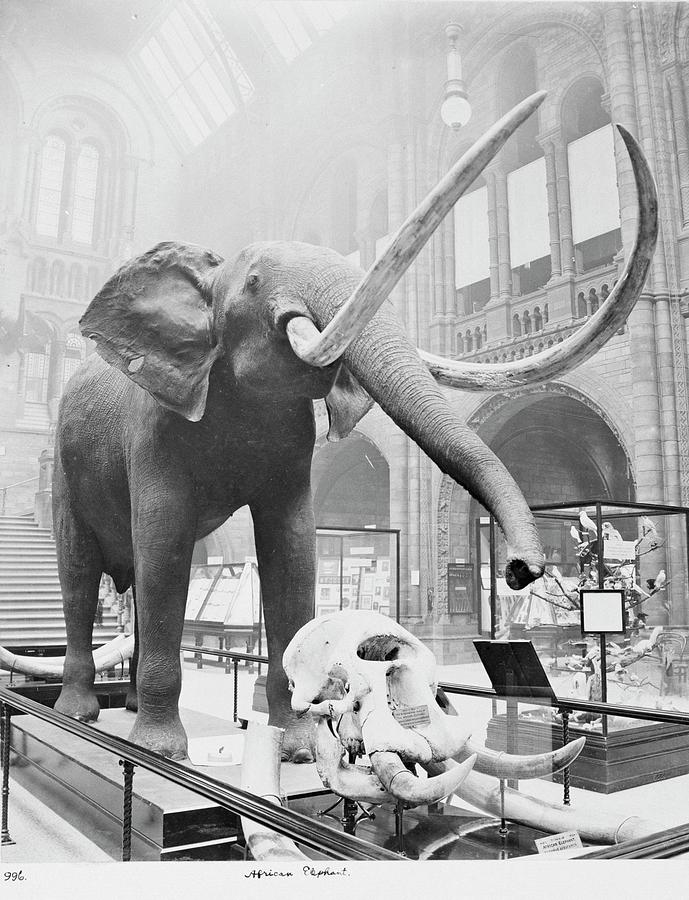 1910 stuffed elephant on wheels