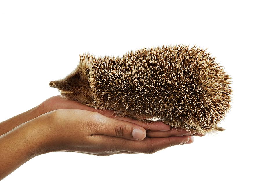 huge stuffed hedgehog