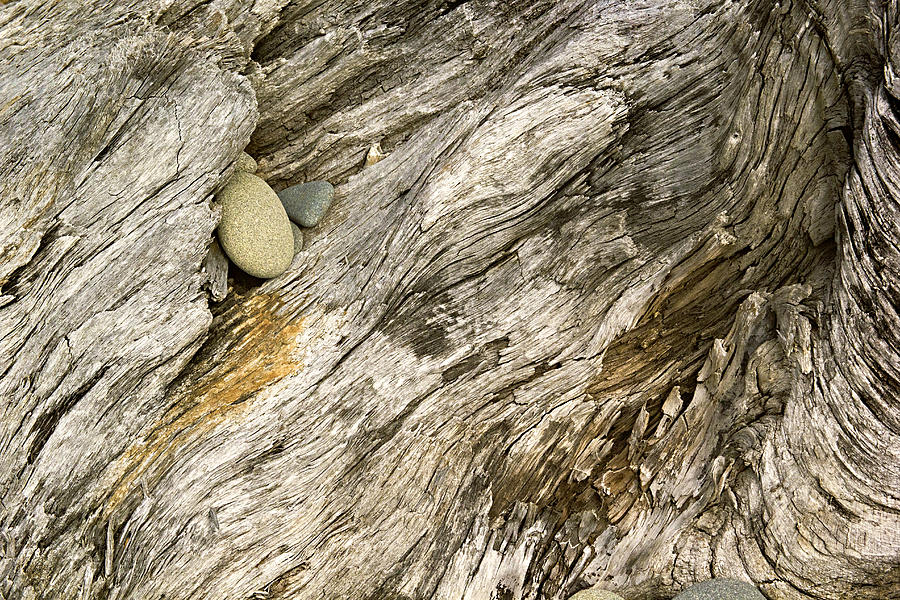 Stump and Stone Abstract Photograph by Peter J Sucy