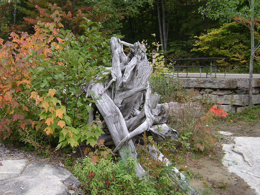 Stump Art Photograph by Mike Niday Fine Art America