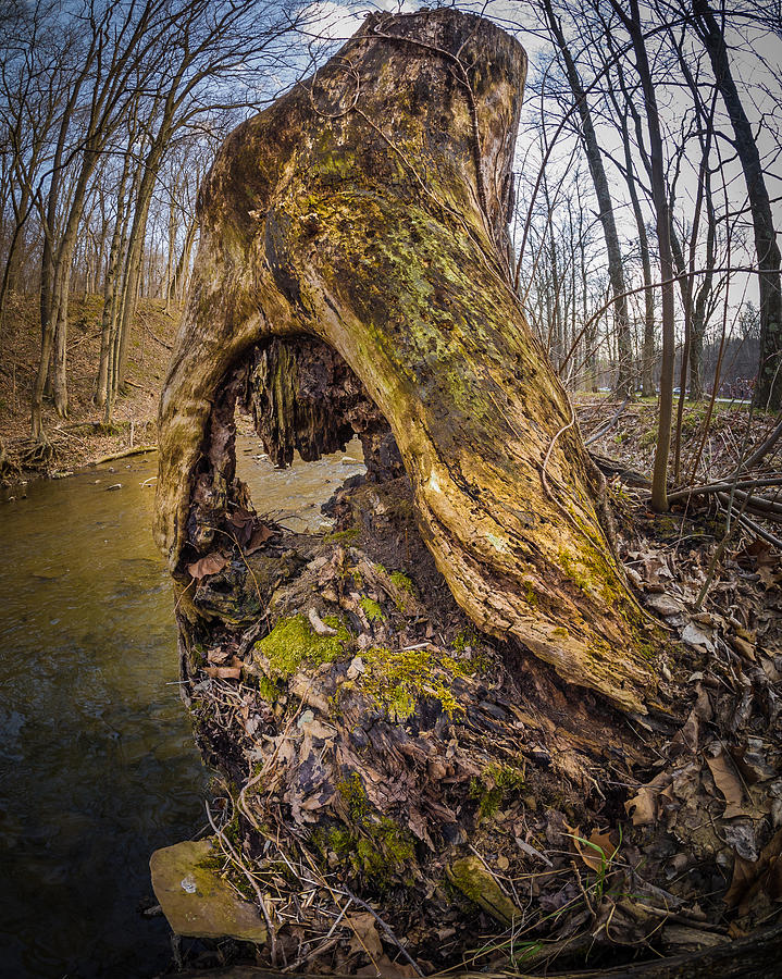 Tree Stump Photograph - Stump by Carl Engman Tree Stump Photograph - Stump by Carl Engman