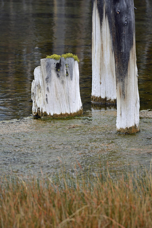 Yellowstone National Park Photograph - Stump in Thermal Pool in Yellowstone by Bruce Gourley