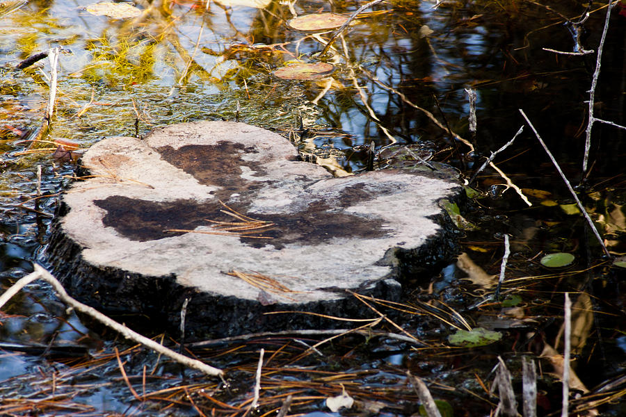 Stump In Water Photograph by Dennis Coates