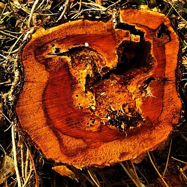 Tree Photograph - #stump #love #hearts #insect #damage by M R M