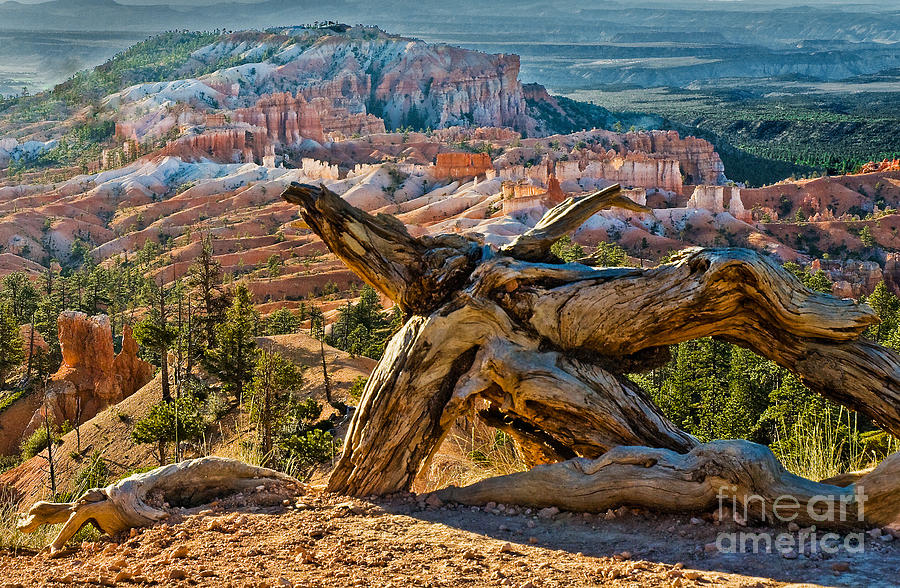 Stump on Edge Photograph by Mae Wertz Stump on Edge Photograph by Mae Wertz