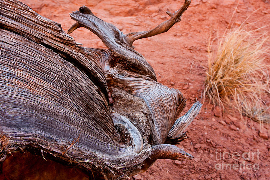 Arches National Park Photograph - Stump Pattern by Dan Hartford