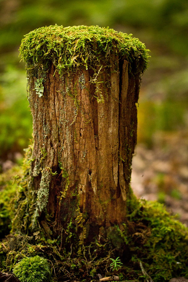 Nature Photograph - Stump by Shane Holsclaw