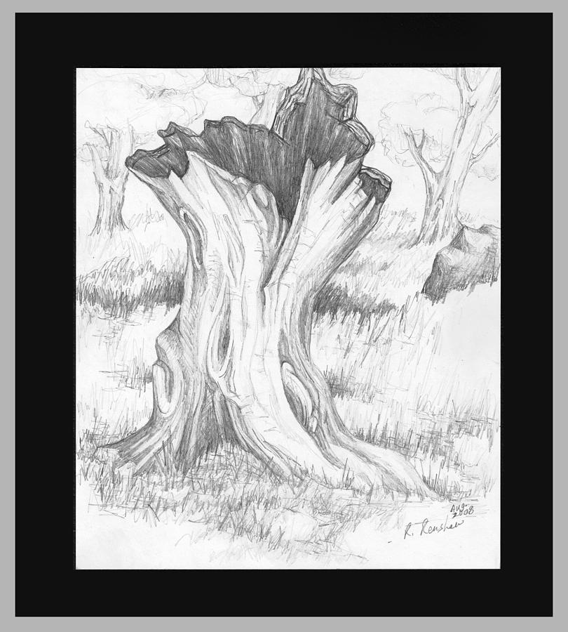 Nature Drawing - Stumped by Ruth Renshaw