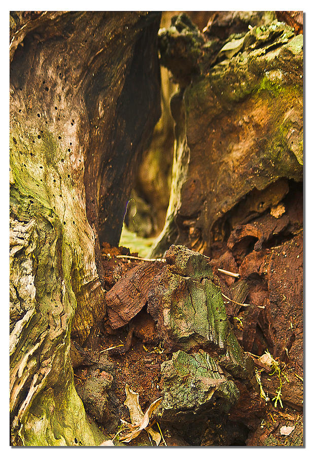Tree Photograph - Stumps Faces by Dale Stillman