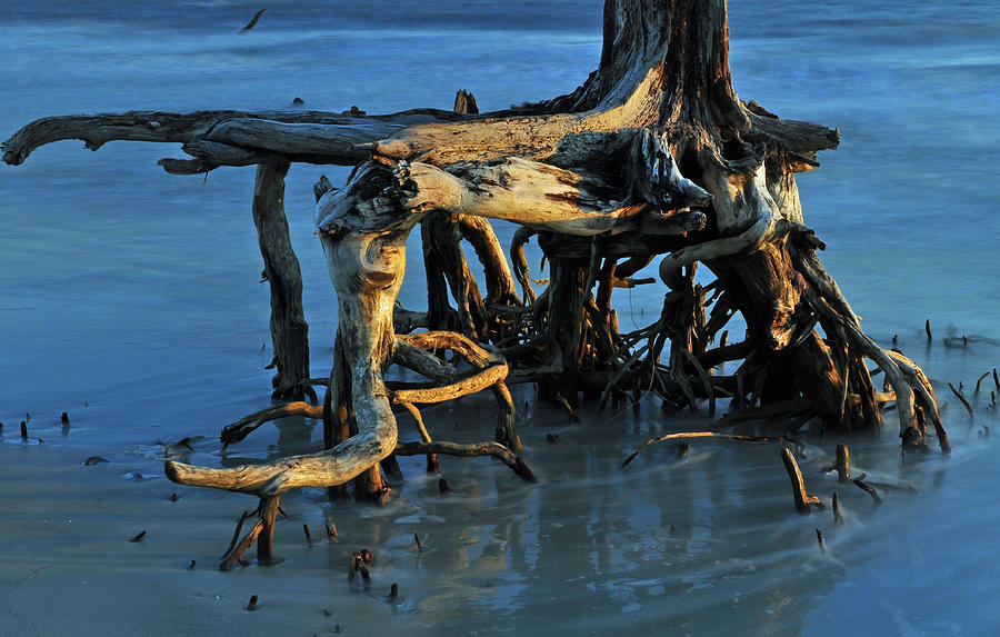 Stumps in the Ocean 1.2 Photograph by Bruce Gourley