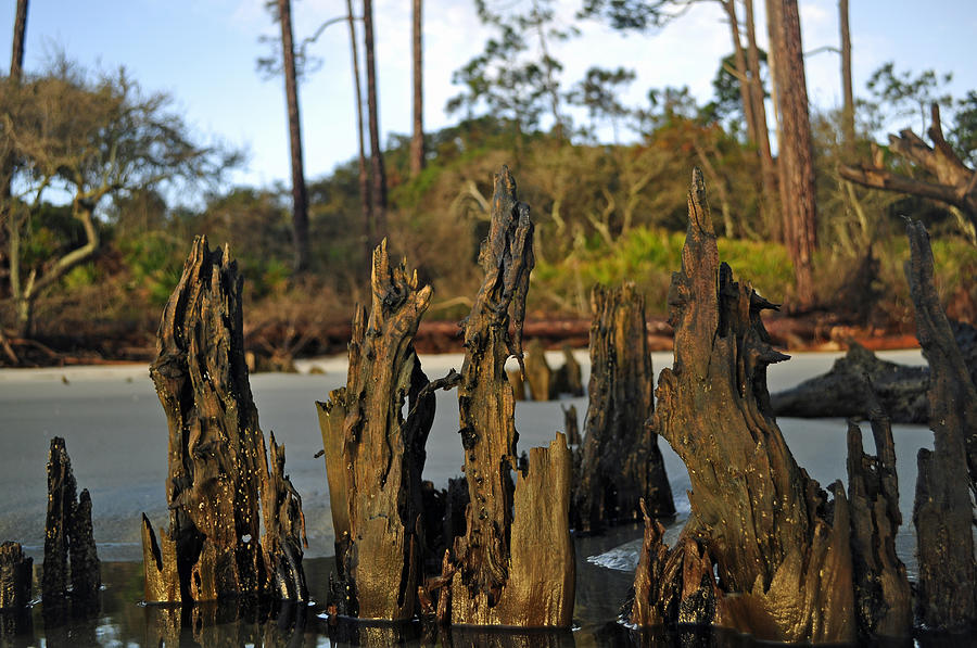 Stumps on the Beach 1.1 Photograph by Bruce Gourley