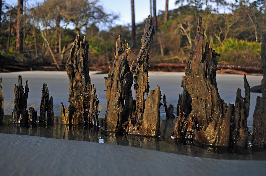 Stumps on the Beach 1.2 Photograph by Bruce Gourley