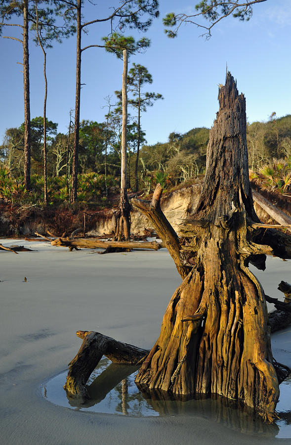 Stumps on the Beach 1.3 Photograph by Bruce Gourley
