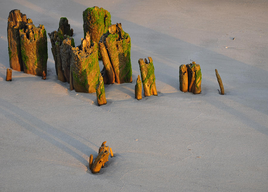 Stumps on the Beach 1.4 Photograph by Bruce Gourley