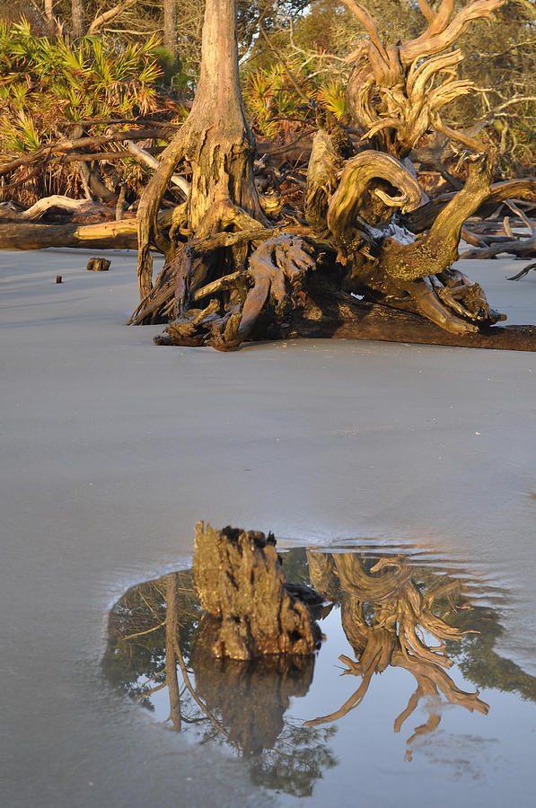 Stumps on the Beach 1.5 Photograph by Bruce Gourley