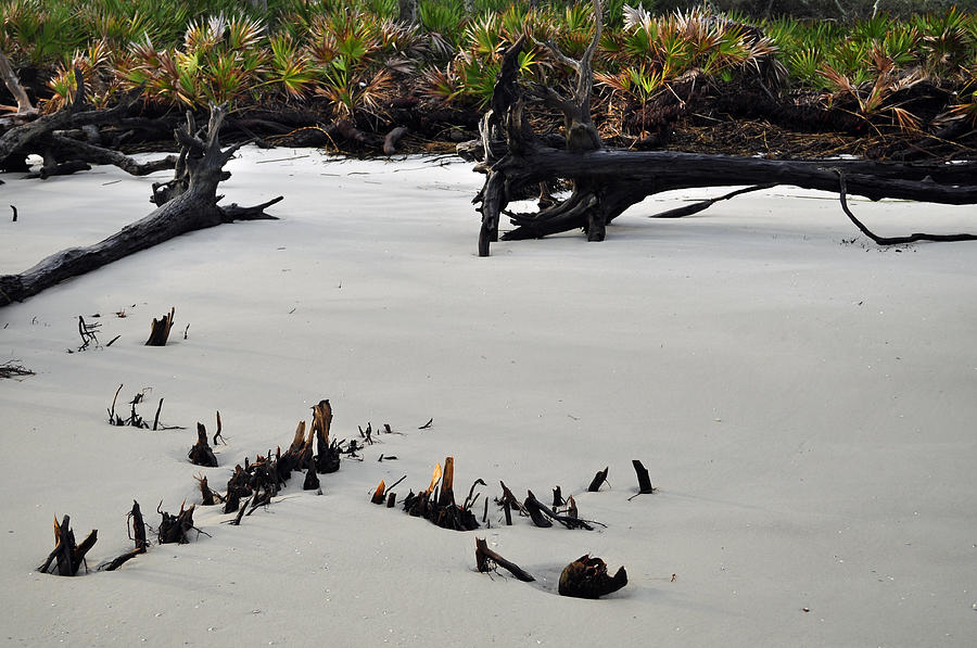 Stumps on the Beach 1.6 Photograph by Bruce Gourley