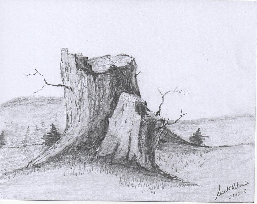 Stumps Drawing by Scott Ritchie Fine Art America