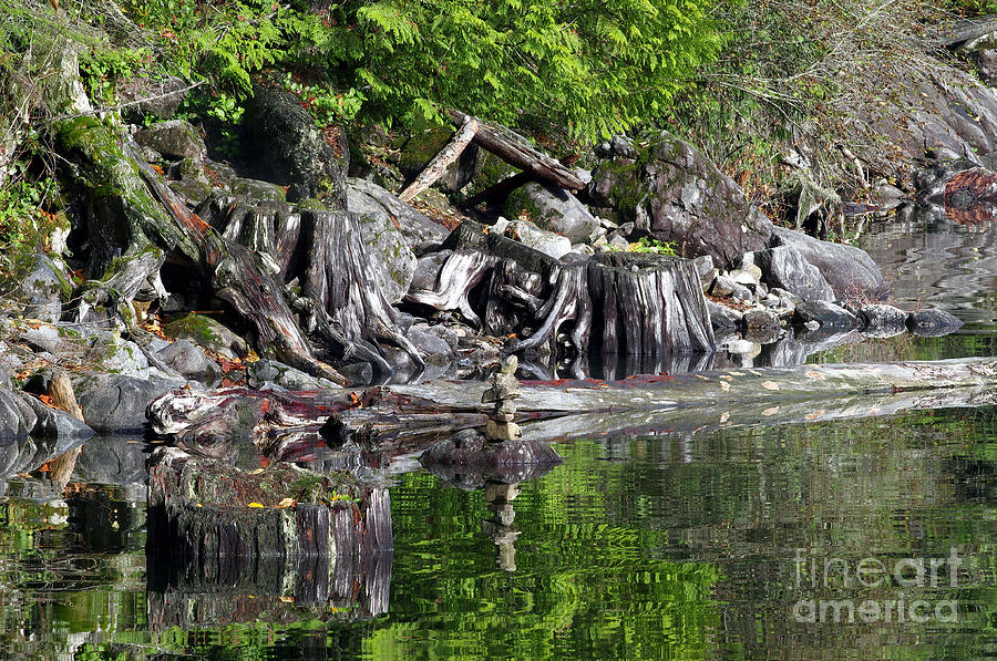 Fall Photograph - Stumps by Sharon Talson