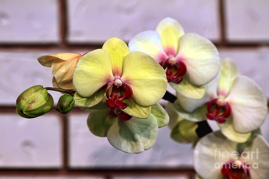 Orchid Photograph - Stunner by Teresa Zieba