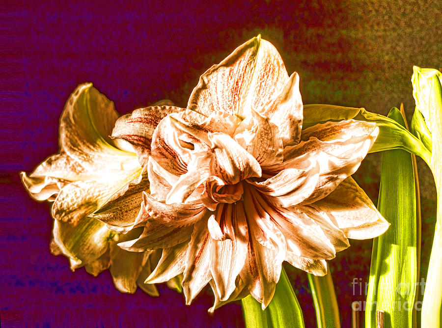 Stunning Amaryllis Photograph by Brenda Kean