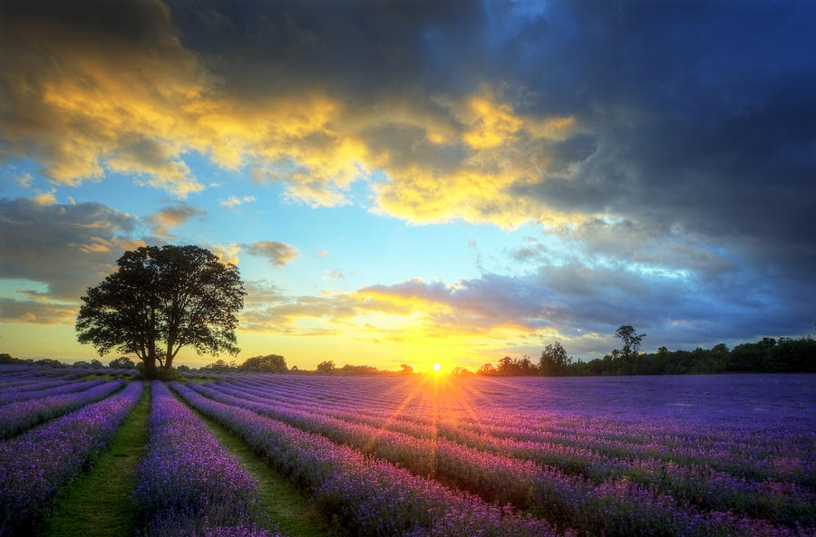 Stunning atmospheric sunset over vibrant lavender fields Photograph by ...