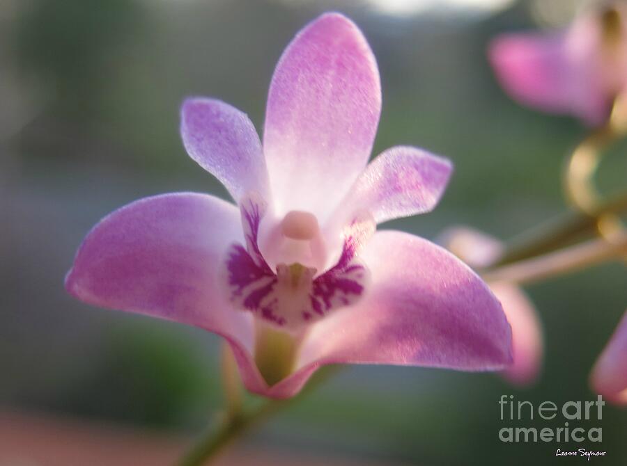 Stunning Bush Orchid Photograph by Leanne Seymour