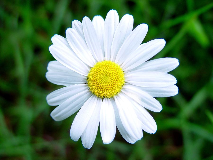 Stunning Close-up Of A Daisey Flower Photograph By James Scott Preston 