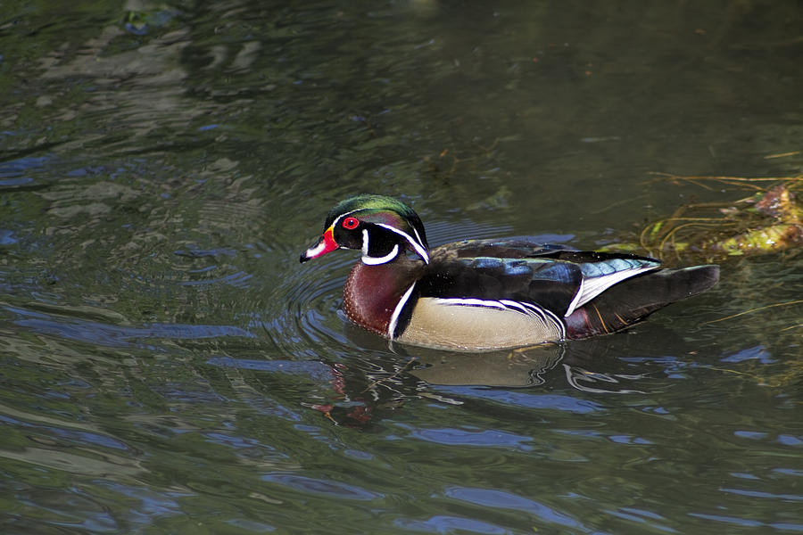 Stunning Colorful Wood Duck Photograph by Kathy Clark