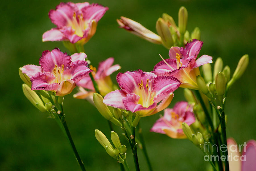 Stunning Day Lilies Photograph by Living Color Photography Lorraine Lynch