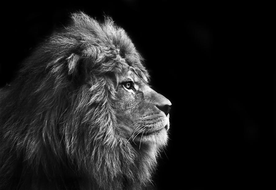 Wildlife Photograph - Stunning facial portrait of male lion on black background in bla by Matthew Gibson