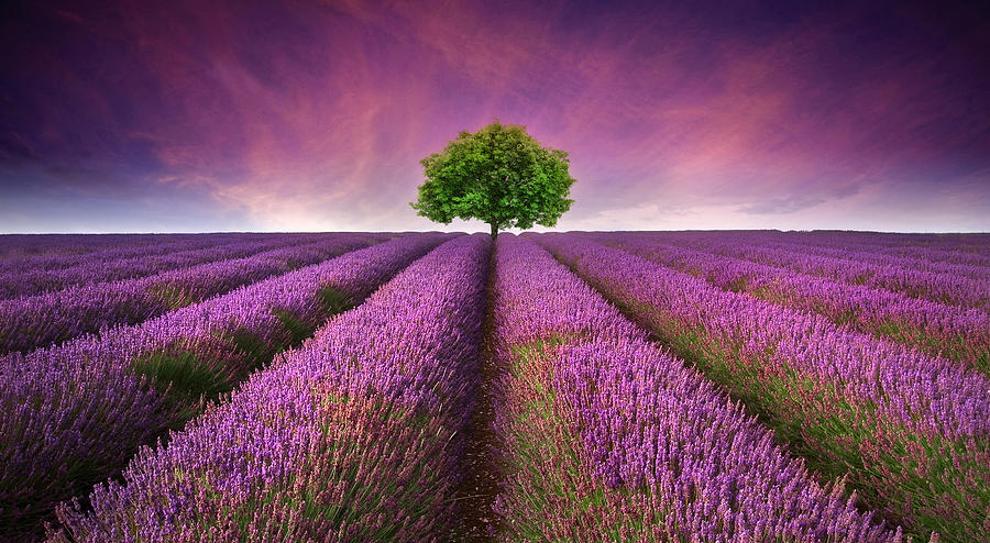 Summer Photograph - Stunning lavender field landscape Summer sunset with single tree by Matthew Gibson