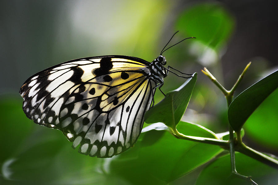 Butterfly Photograph - Stunning by Linda Kerkau