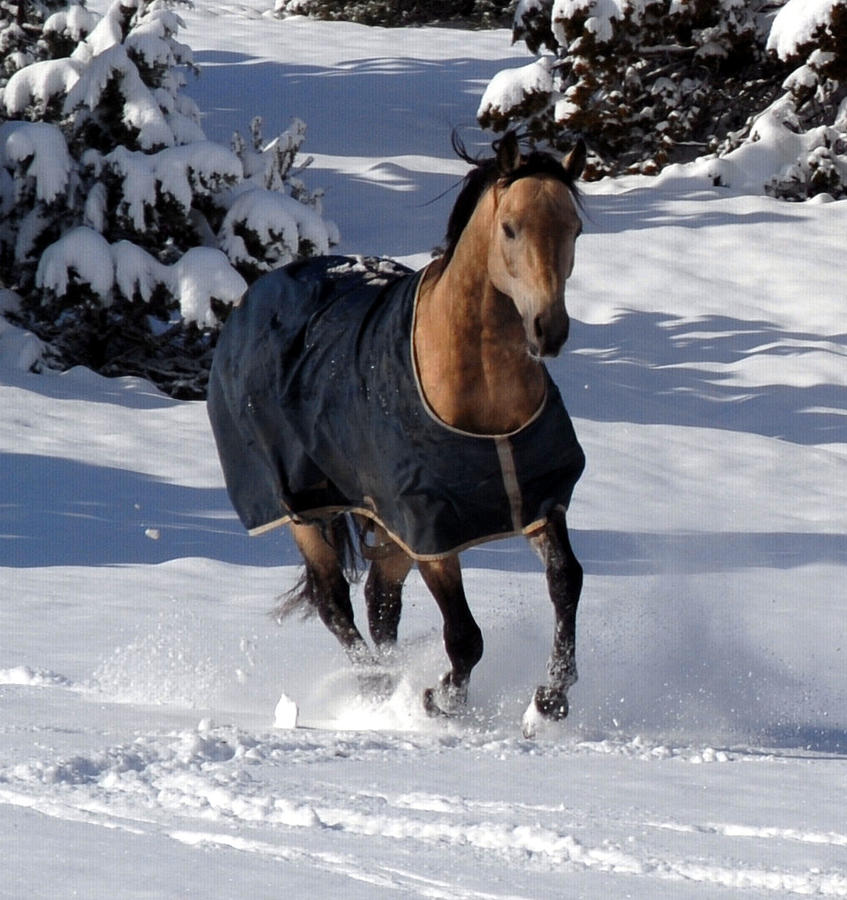 Horse Photograph - Stunning Morgan by Kasie Morgan