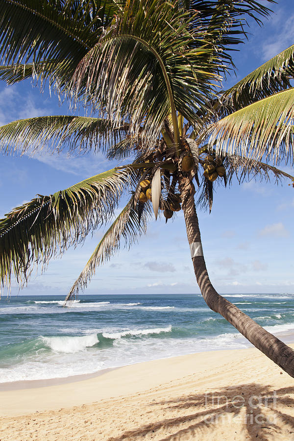 Stunning Palm on Beach Photograph by Brandon Tabiolo