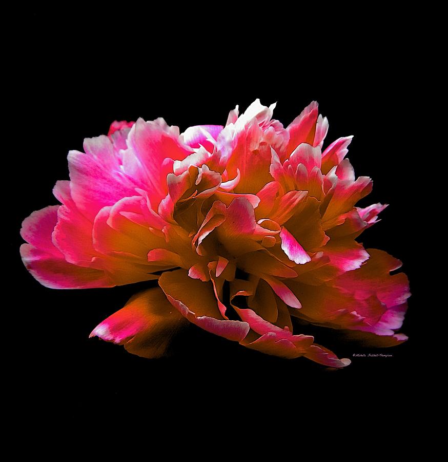 Stunning Peonie Photograph by Michelle Frizzell-Thompson