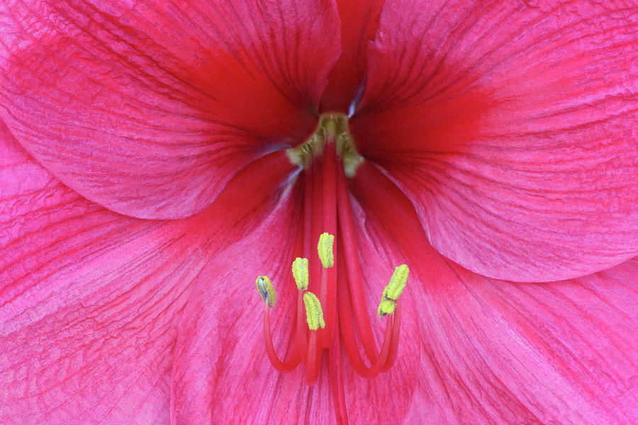 Stunning Pink Amaryllis In Close-up Photograph by Rosemary Calvert