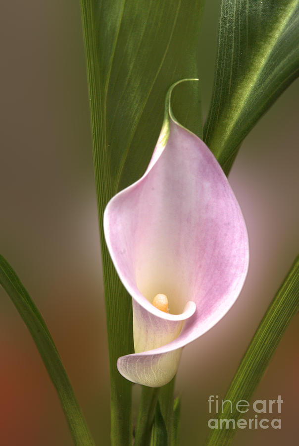 Stunning Pink Calla Lily Photograph by Deborah Smolinske