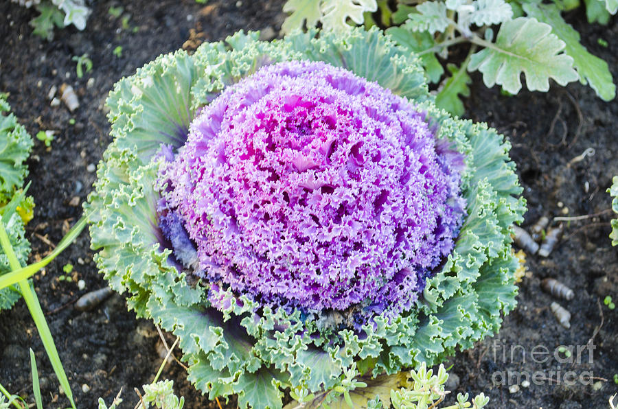 Stunning Purple Ornamental Cabbage Photograph by Deborah Smolinske